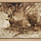 Bedded Buck