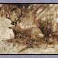 Bedded Buck