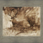 Bedded Buck