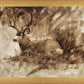 Bedded Buck