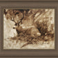 Bedded Buck