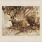 Bedded Buck