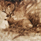 Bedded Buck
