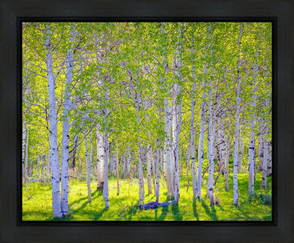Early Morning Light in the Wasatch Backcountry