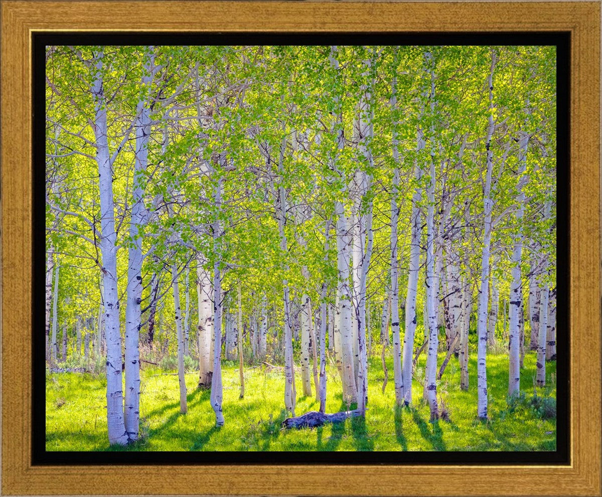 Early Morning Light in the Wasatch Backcountry