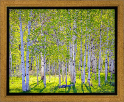 Early Morning Light in the Wasatch Backcountry