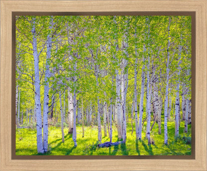 Early Morning Light in the Wasatch Backcountry