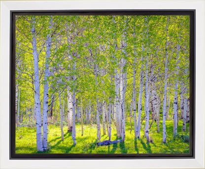 Early Morning Light in the Wasatch Backcountry