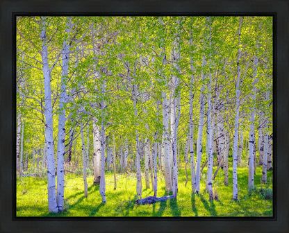 Early Morning Light in the Wasatch Backcountry