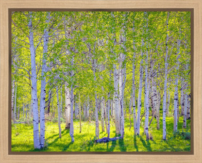 Early Morning Light in the Wasatch Backcountry