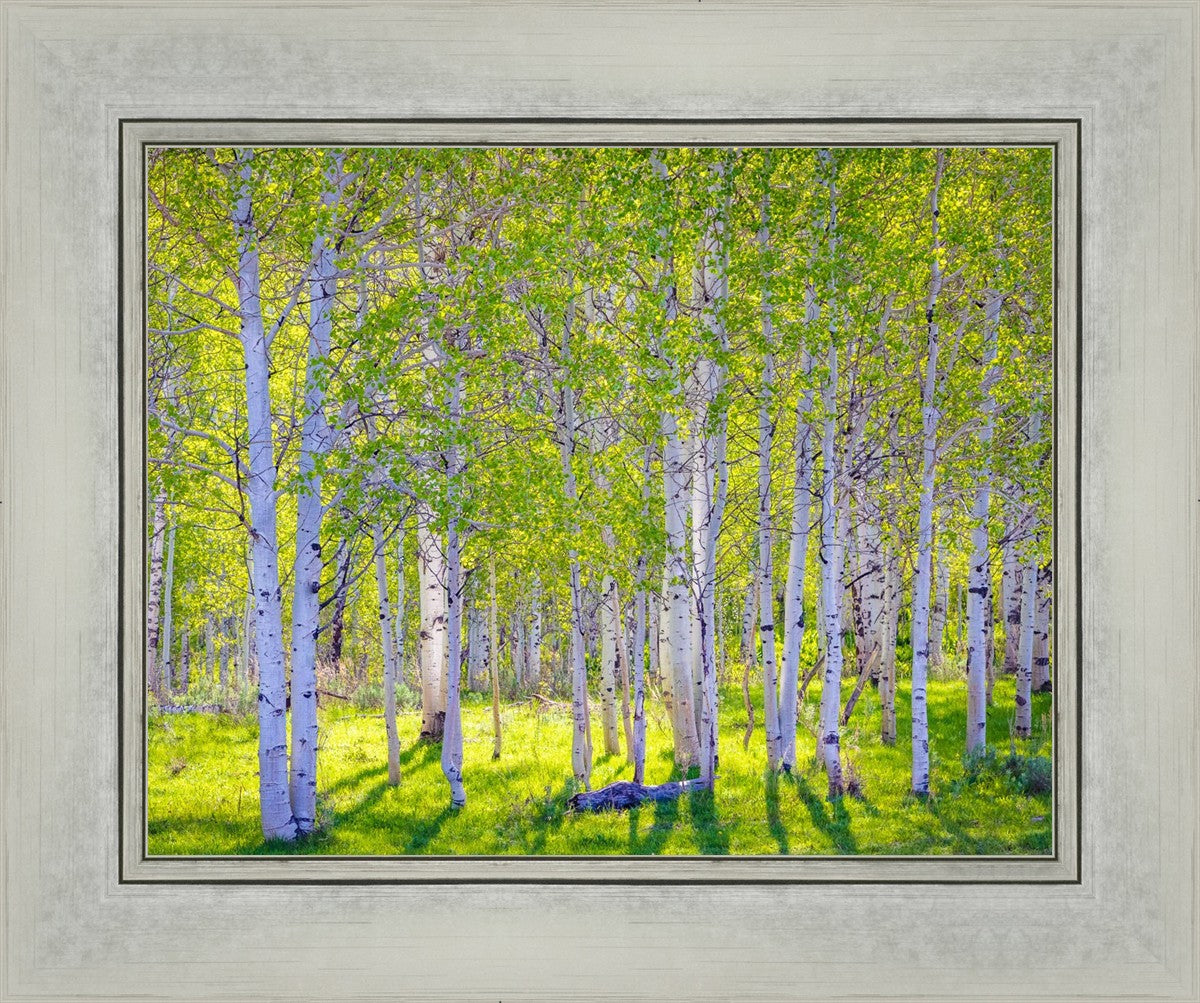 Early Morning Light in the Wasatch Backcountry