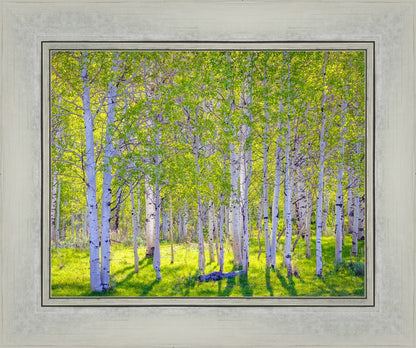 Early Morning Light in the Wasatch Backcountry