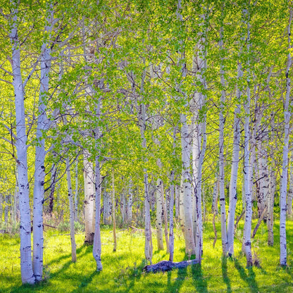Early Morning Light in the Wasatch Backcountry