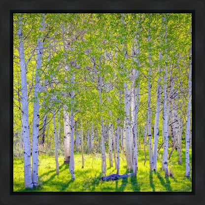 Early Morning Light in the Wasatch Backcountry