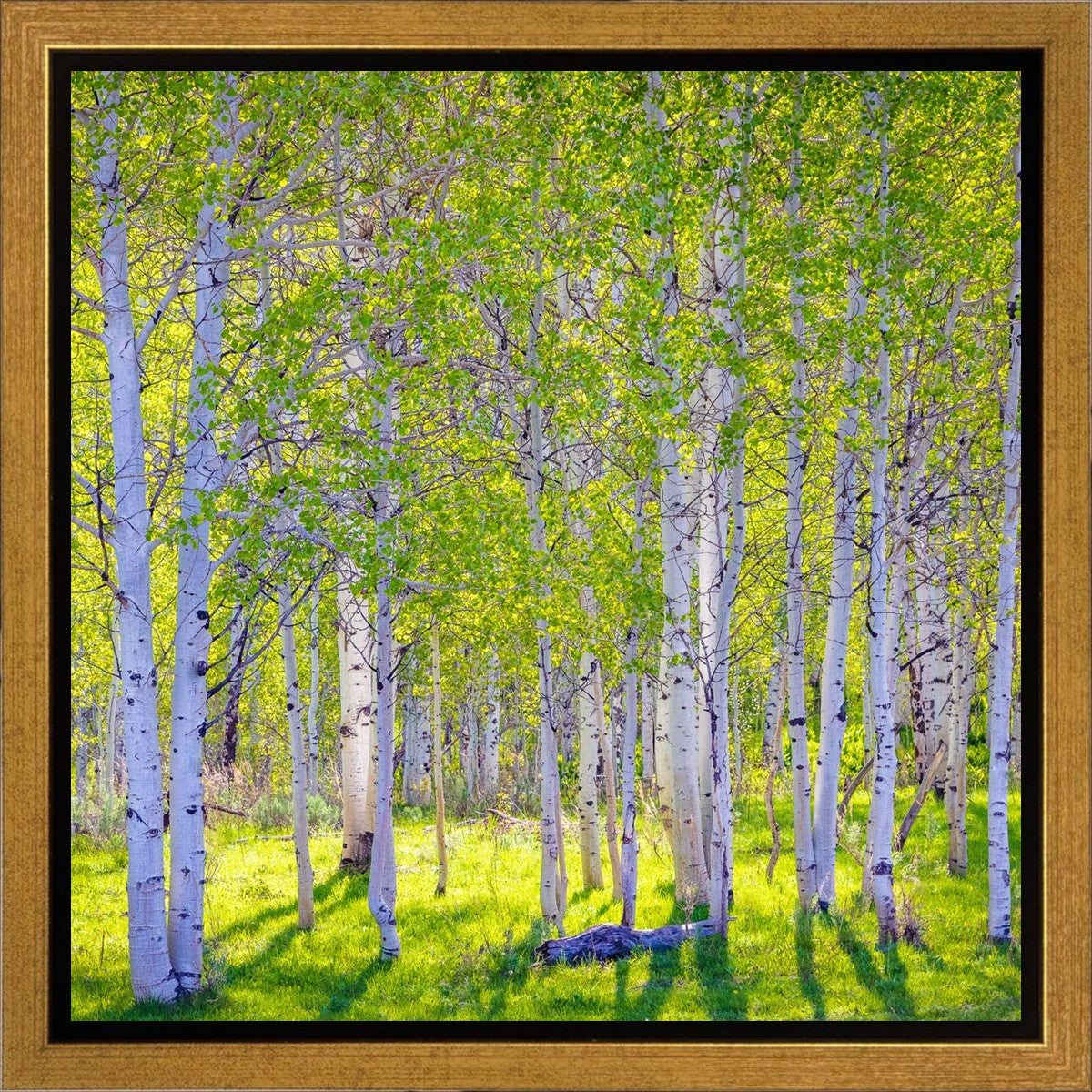 Early Morning Light in the Wasatch Backcountry