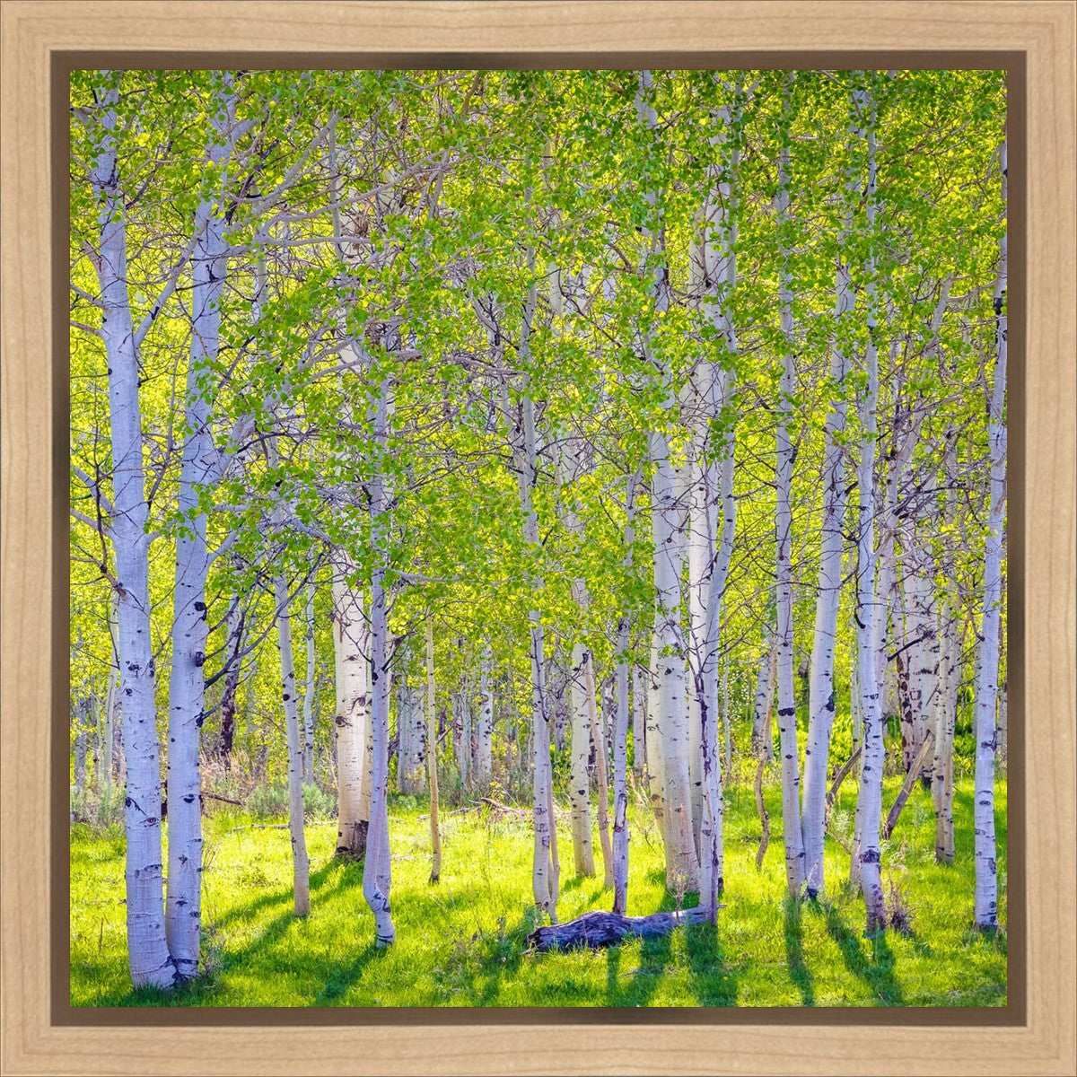 Early Morning Light in the Wasatch Backcountry