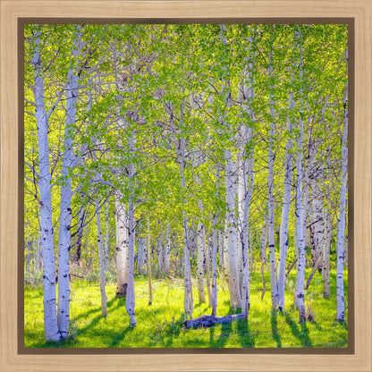 Early Morning Light in the Wasatch Backcountry