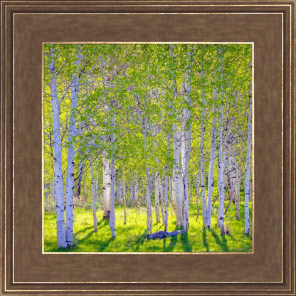 Early Morning Light in the Wasatch Backcountry