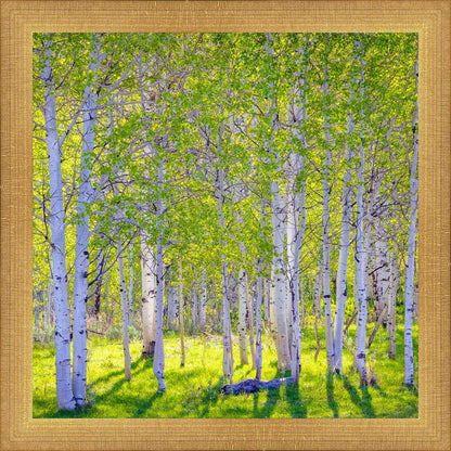 Early Morning Light in the Wasatch Backcountry