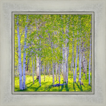 Early Morning Light in the Wasatch Backcountry