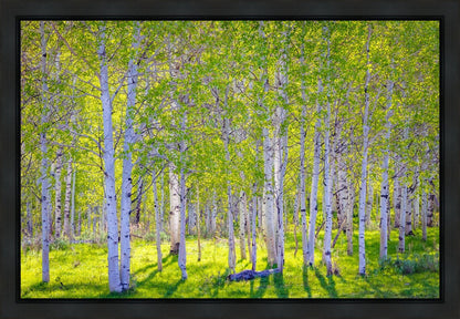 Early Morning Light in the Wasatch Backcountry