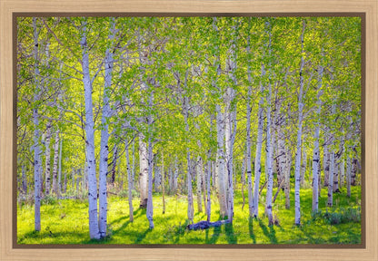 Early Morning Light in the Wasatch Backcountry