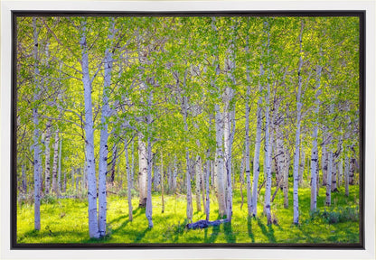 Early Morning Light in the Wasatch Backcountry