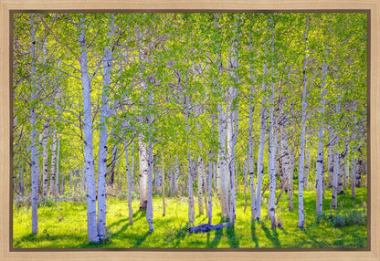Early Morning Light in the Wasatch Backcountry