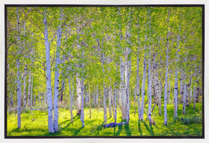 Early Morning Light in the Wasatch Backcountry