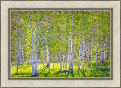 Early Morning Light in the Wasatch Backcountry