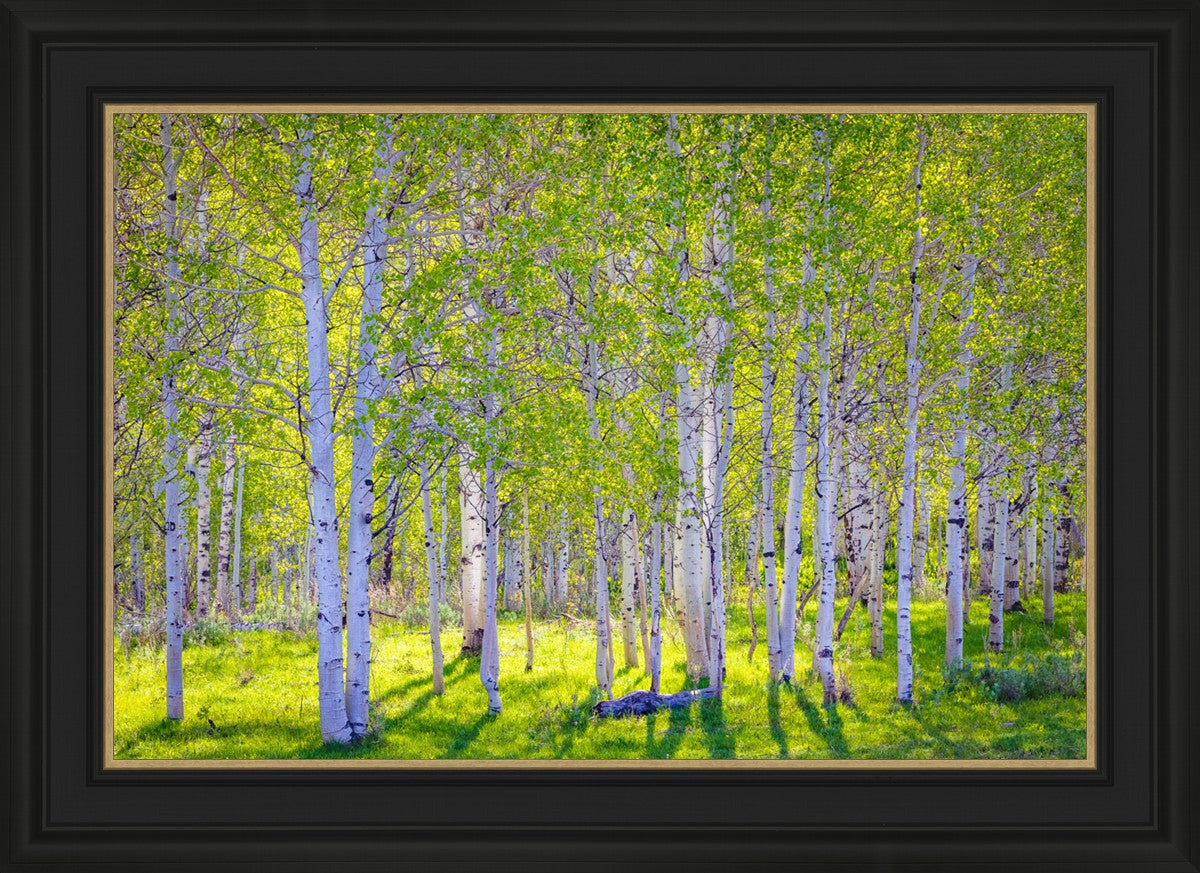 Early Morning Light in the Wasatch Backcountry