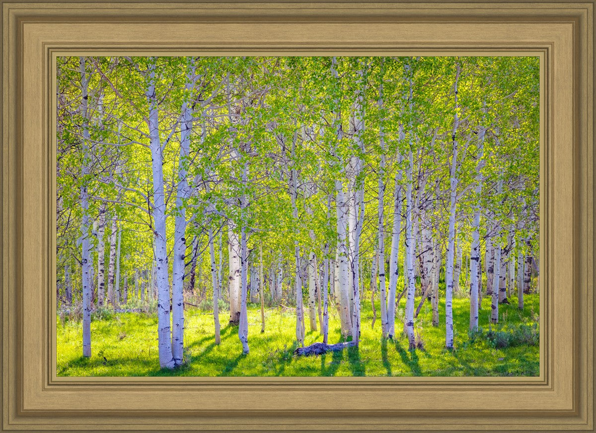 Early Morning Light in the Wasatch Backcountry