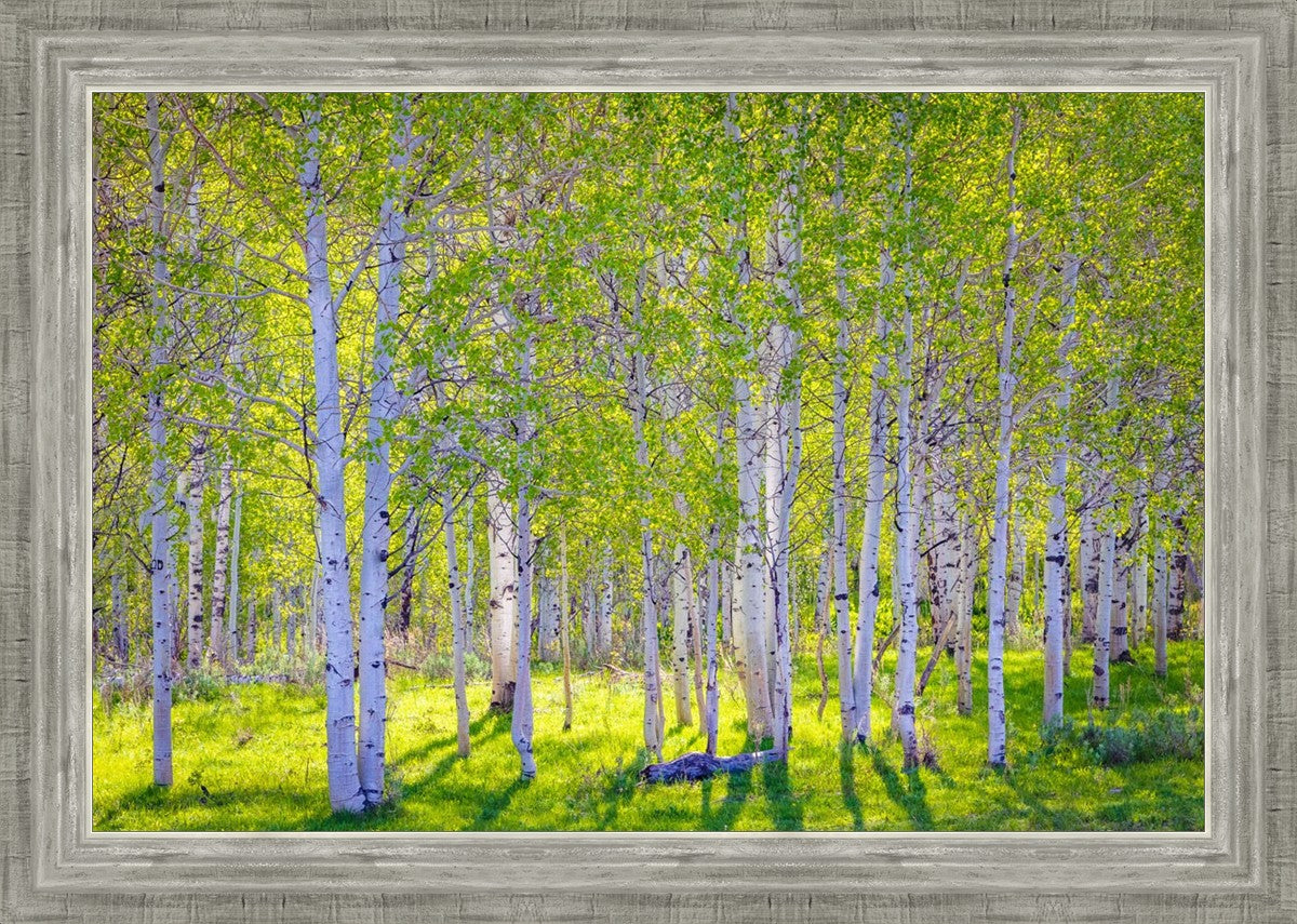 Early Morning Light in the Wasatch Backcountry