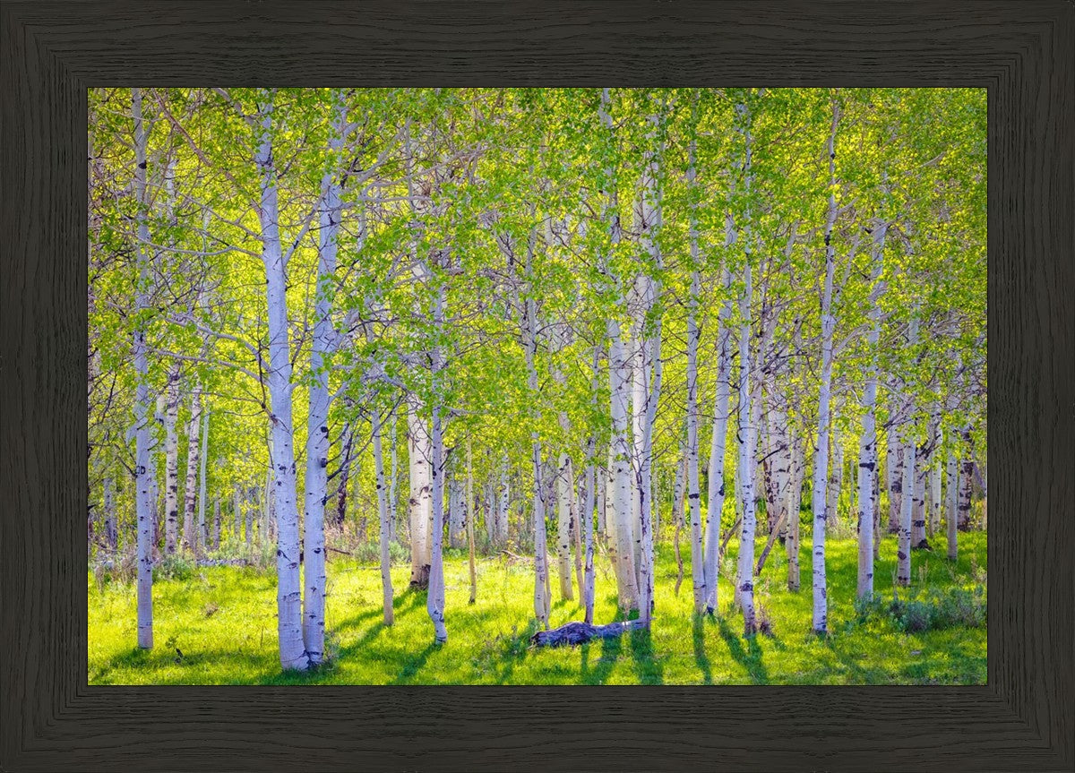 Early Morning Light in the Wasatch Backcountry