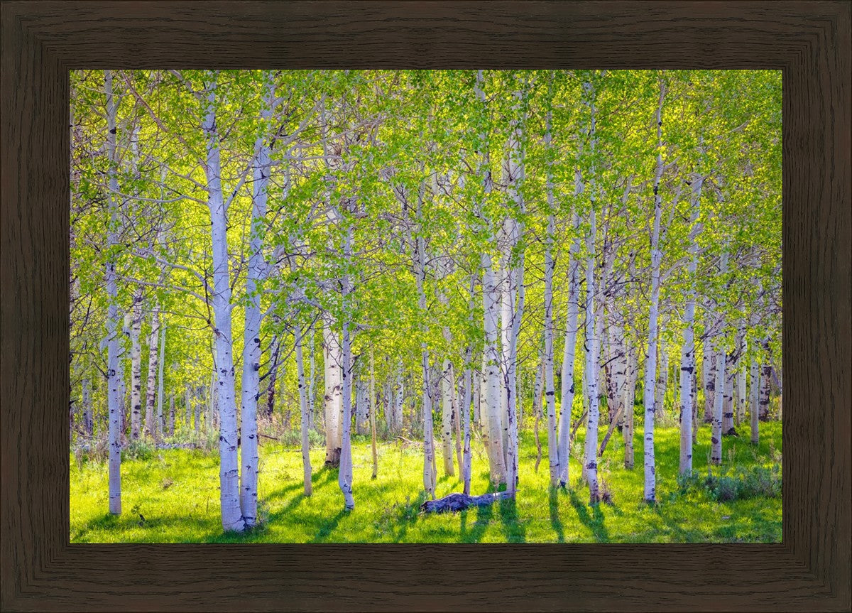Early Morning Light in the Wasatch Backcountry