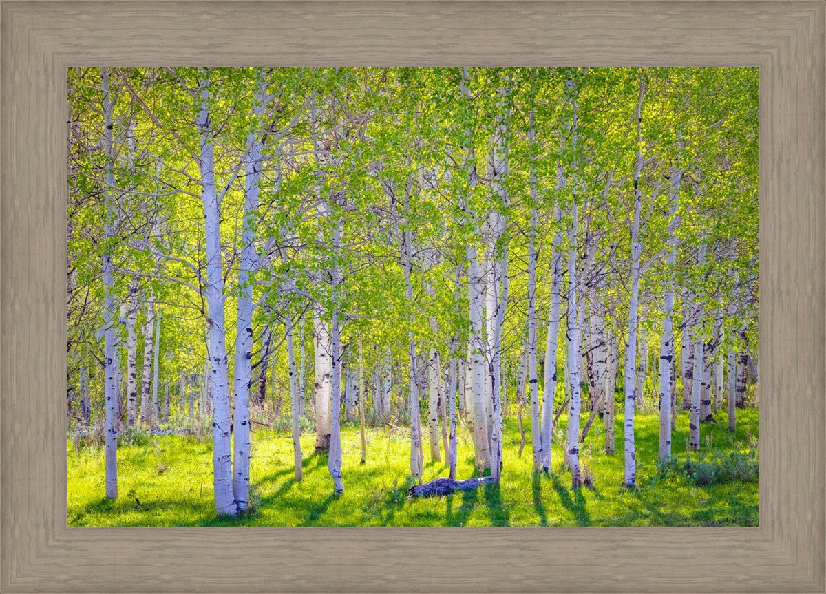 Early Morning Light in the Wasatch Backcountry
