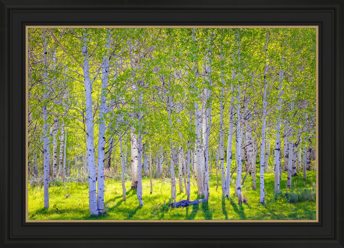 Early Morning Light in the Wasatch Backcountry