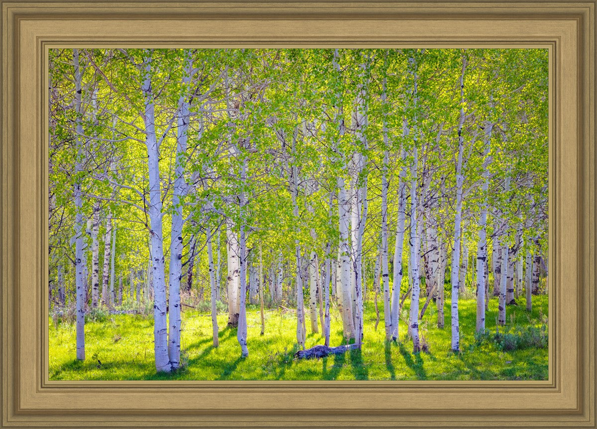 Early Morning Light in the Wasatch Backcountry