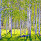 Early Morning Light in the Wasatch Backcountry