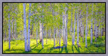 Early Morning Light in the Wasatch Backcountry