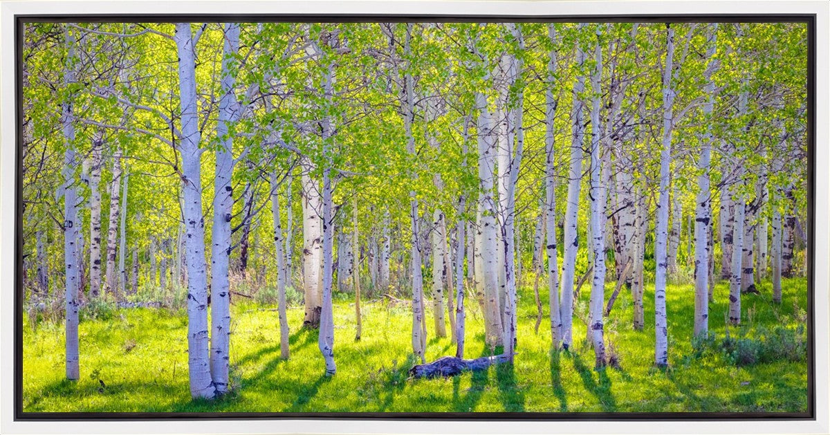 Early Morning Light in the Wasatch Backcountry