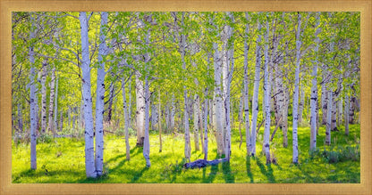 Early Morning Light in the Wasatch Backcountry