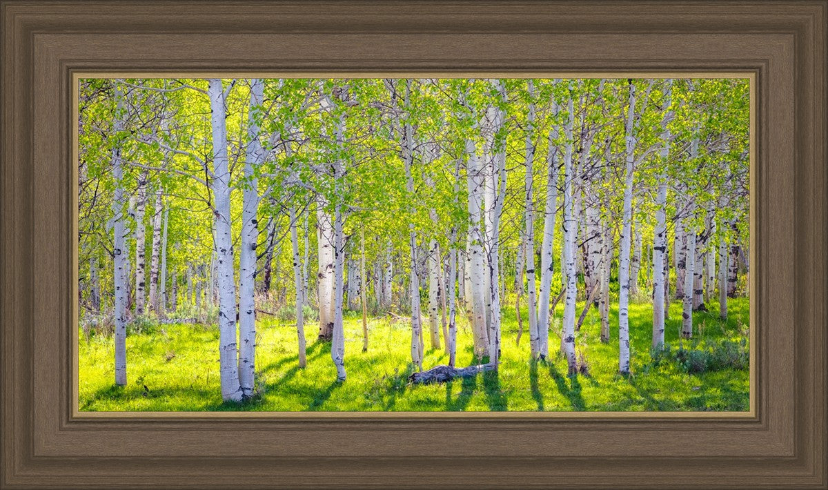 Early Morning Light in the Wasatch Backcountry