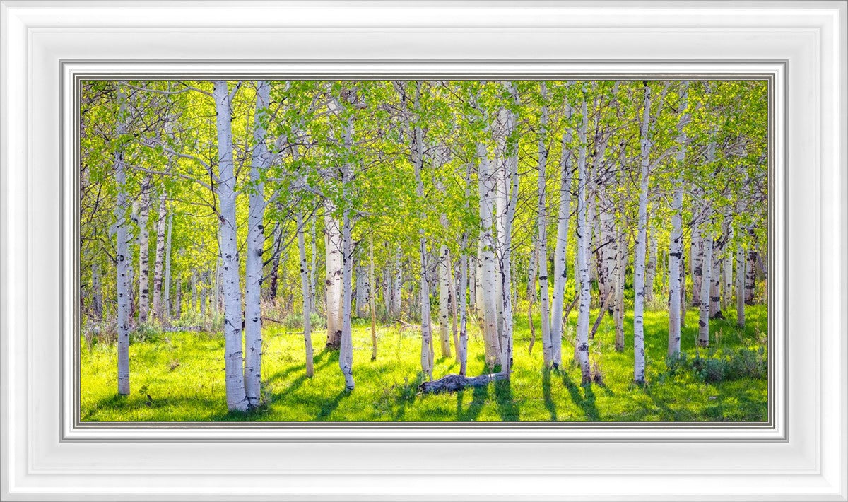 Early Morning Light in the Wasatch Backcountry