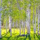 Early Morning Light in the Wasatch Backcountry