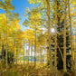 Autumn in the Rocky Mountains, Wasatch National Forest, Utah