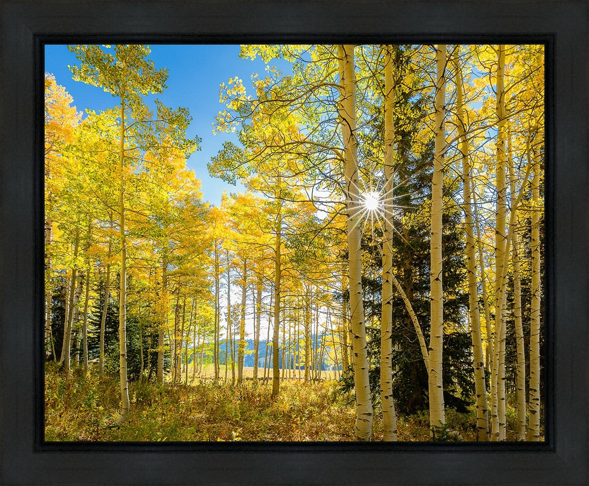 Autumn in the Rocky Mountains, Wasatch National Forest, Utah