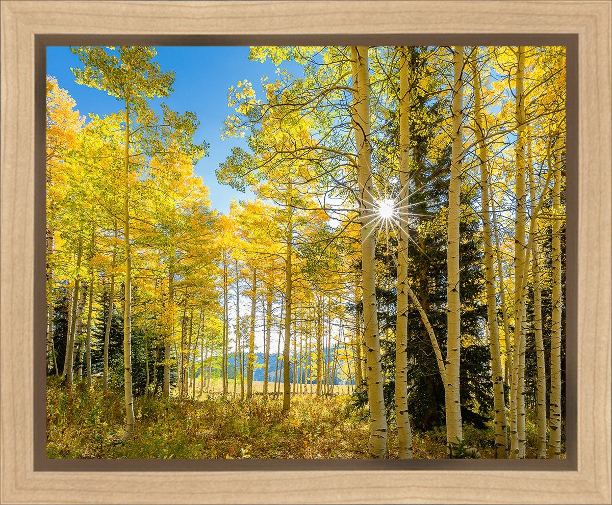 Autumn in the Rocky Mountains, Wasatch National Forest, Utah