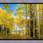 Autumn in the Rocky Mountains, Wasatch National Forest, Utah