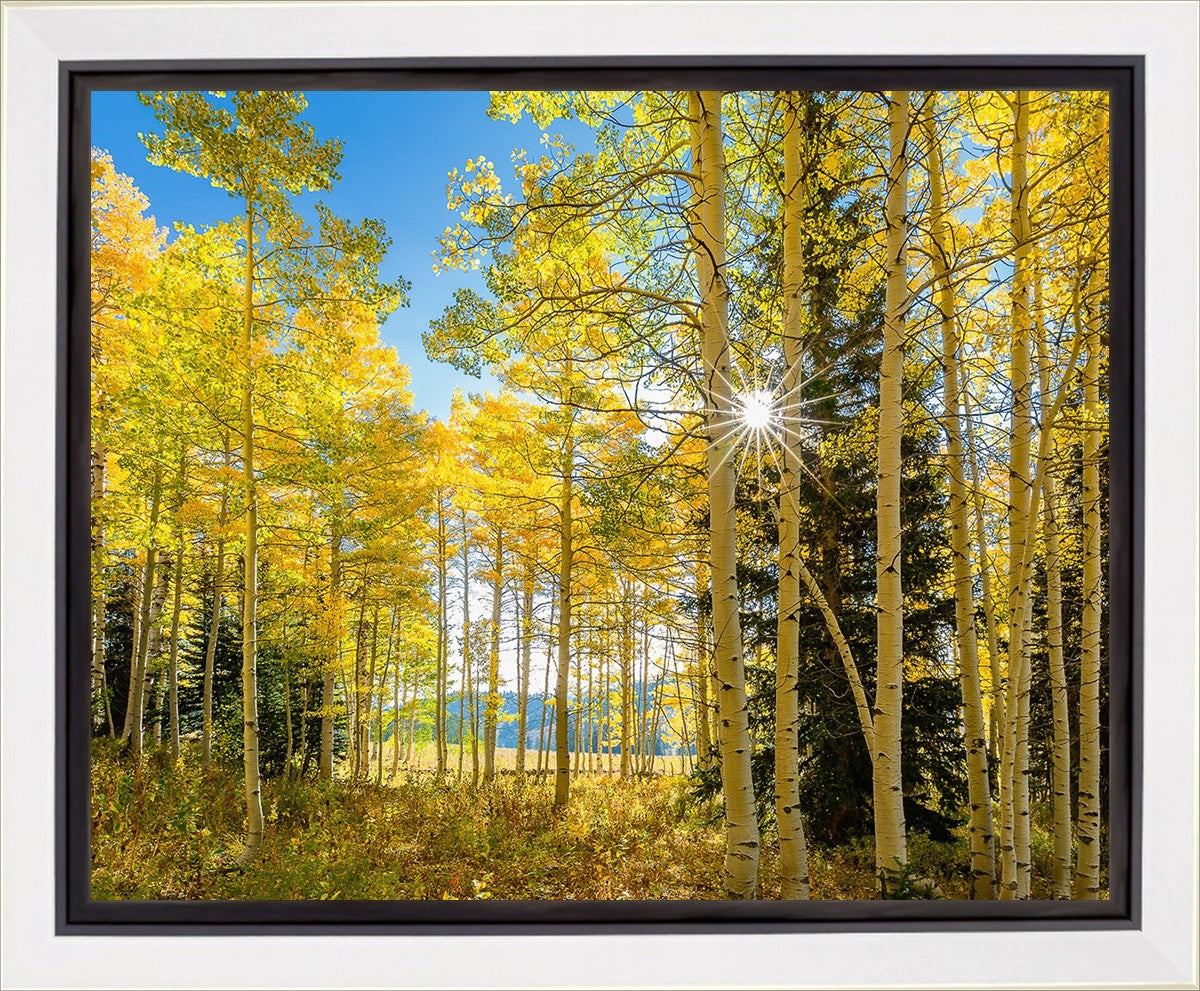 Autumn in the Rocky Mountains, Wasatch National Forest, Utah